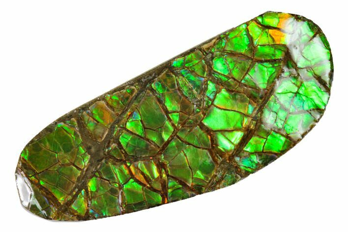 Iridescent Ammolite (Fossil Ammonite Shell) - Alberta, Canada #156729